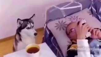 Хаски-будильник - смотреть видео (0:08)