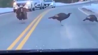 Индюк переводит индюшек через дорогу - смотреть видео (0:30)