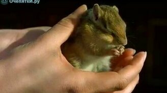 Грызун чистится - смотреть видео (0:47)