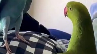 Попугаи поговорили - смотреть видео (0:12)