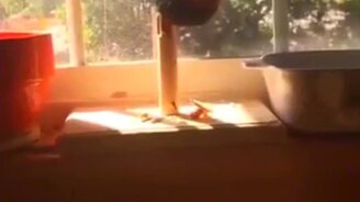 Как пилить сук, на котором сидишь - смотреть видео (0:13)