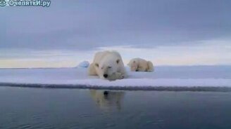 Белый медведь и камера - смотреть видео (2:39)