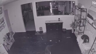 Хитрый пёсель - смотреть видео (0:12)