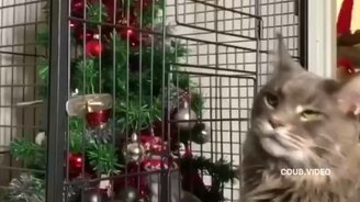 Надёжно защитили ёлку - смотреть видео (0:09)