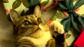 Скоро у всех кошатников дома - смотреть видео (0:12)