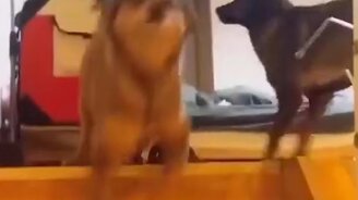 Радующие душу питомцы - смотреть видео (1:00)