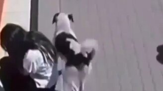 Подбодрил, так сказать - смотреть видео (0:12)