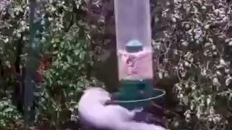 Карусель для белочки - смотреть видео (0:15)