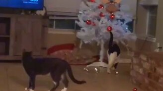 Ёлка и две кошки - смотреть видео (0:10)