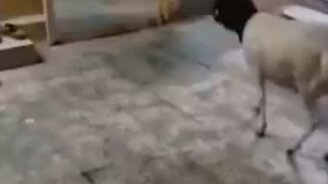 Баран против своего отражения - смотреть видео (0:12)