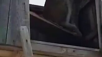 Рысь удивила охотника - смотреть видео (0:43)