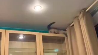 Шерстяной домашний демон - смотреть видео (0:58)