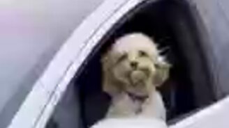 "Tesla" и её гордый владелец - смотреть видео (0:30)