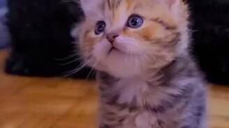 Мой первый Новый год - смотреть видео (0:26)