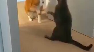 Сразил наповал - смотреть видео (0:08)