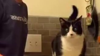 Почеши мне спинку, хозяйка - смотреть видео (0:40)