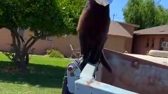 Хотел полакомиться чипсами - смотреть видео (0:43)