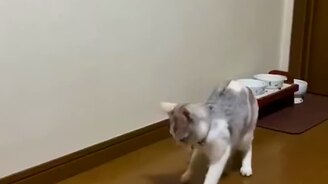 Самозанятый кот - смотреть видео (0:14)