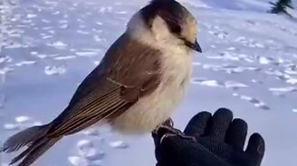 Позолотила ручку - смотреть видео (0:17)