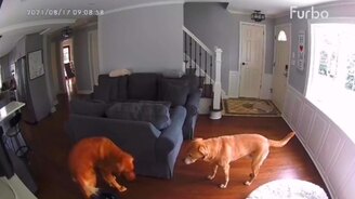 Собаки против робопылесоса - смотреть видео (0:40)