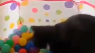 Нереальная кошачья скорость - смотреть видео (0:08)