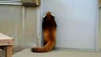 Взламывают дверь - смотреть видео (0:22)