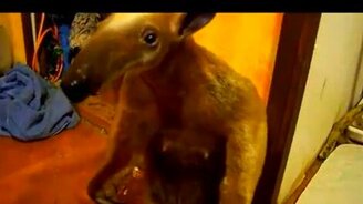 Домашний муравьед - смотреть видео (0:32)