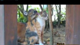 Антилопа и кошка - смотреть видео (0:33)