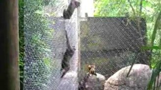 Обезьяны на сетках - смотреть видео (0:20)