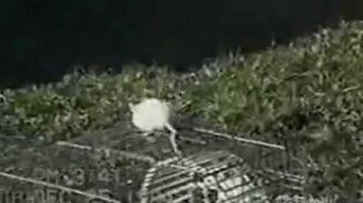 Смешная домашняя подборка 85 - смотреть видео (8:19)