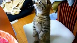 Дайте кусочек - смотреть видео (1:09)