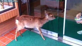 Кормление оленёнка - смотреть видео (1:13)