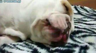 Облизывается во сне - смотреть видео (0:48)