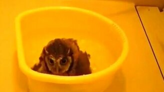 Сова купается - смотреть видео (1:03)