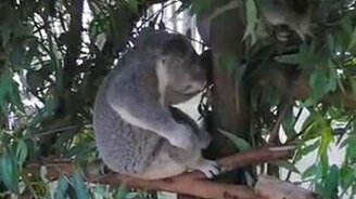 Коала-гитарист - смотреть видео (0:13)