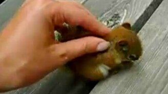 Малыш-бельчонок - смотреть видео (0:30)