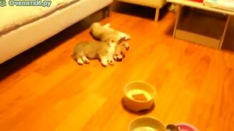 Обедать! - смотреть видео (0:23)