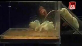 Обучает крыс - смотреть видео (2:42)