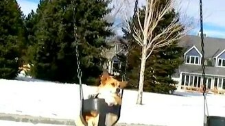 Собака на качелях - смотреть видео (0:21)