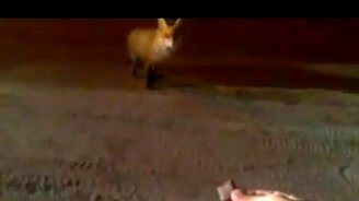 Лиса заблудилась - смотреть видео (1:38)