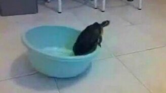 Черепаха и тазик - смотреть видео (0:13)