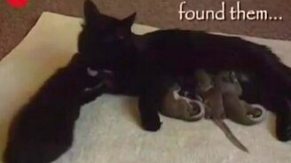 Кошка и крысята - смотреть видео (1:05)