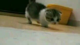 Маленький исследователь - смотреть видео (1:25)