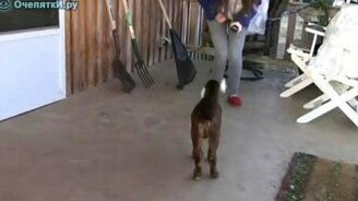 Танец с козлом - смотреть видео (0:42)