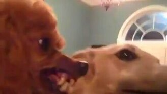 Животная ревность - смотреть видео (0:35)