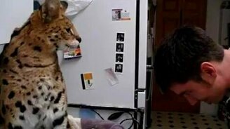 Не шути с дикой кошкой - смотреть видео (0:12)