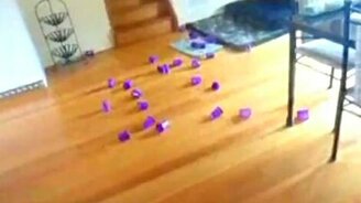 Лазерный зайчик - смотреть видео (0:18)