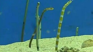 Подводный балет - смотреть видео (2:08)