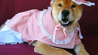 Собачьи улыбки - смотреть видео (1:18)