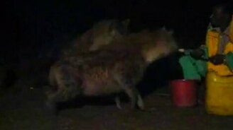 Кормит гиен - смотреть видео (2:28)